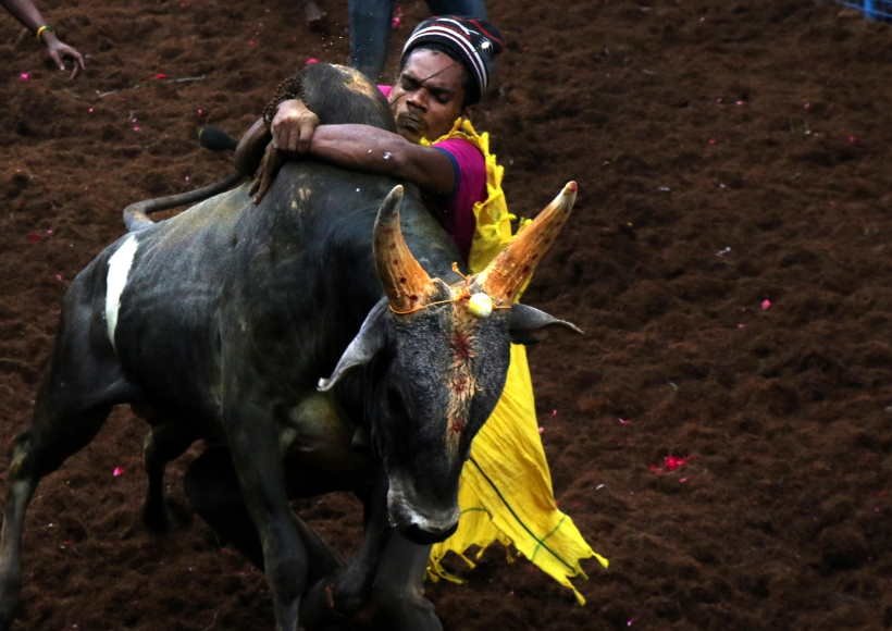 Tamil Nadu's traditional bull taming festival