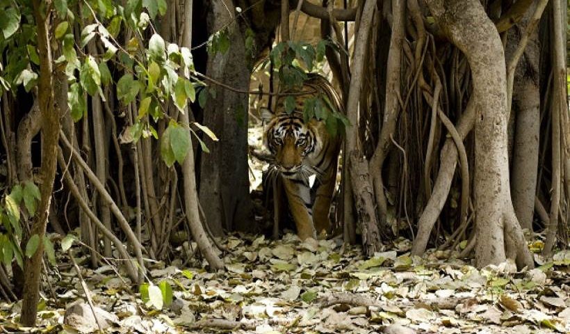 रणथंभौर राष्ट्रीय उद्यान