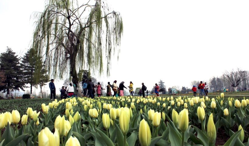 Indira Gandhi Memorial Tulip garden, the largest Tulip garden of Asia was thrown open for public despite very less bloom due to inclement weather at Cheshmashahi in Srinagar