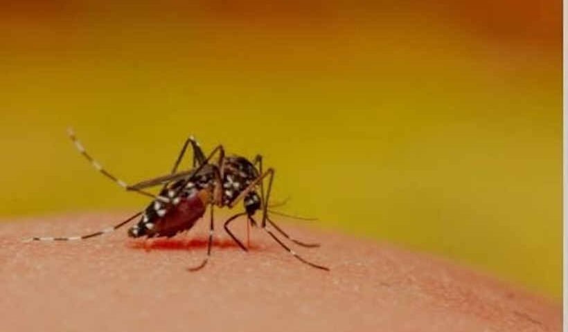 Dengue