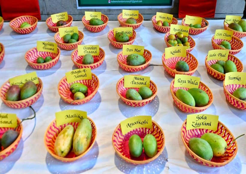 delhi mango festival