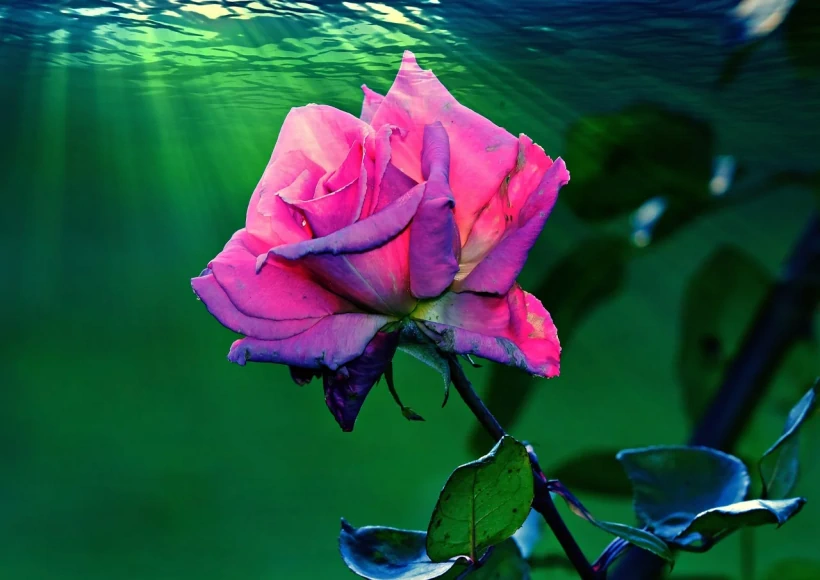 गुलाब जल