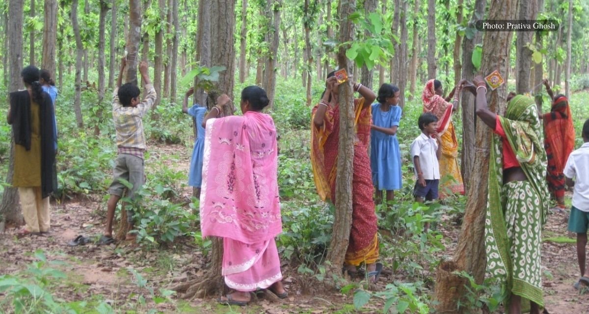 Tribal communities of Mayurbhanj tie rakhis to trees