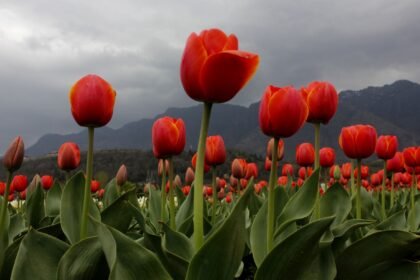 Tulip Garden