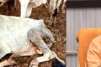 Lumpy virus Yogi bans cattle fairs in UP
