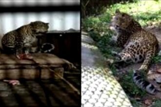 Nine leopards serving 'life imprisonment' in Uttarakhand