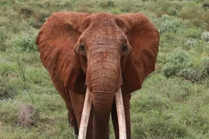 Africa's largest female elephant 'Dida' dies in Kenya