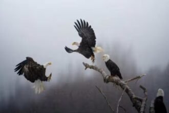 Karthik Subramaniam wins National Geographic 'Pictures of the Year'