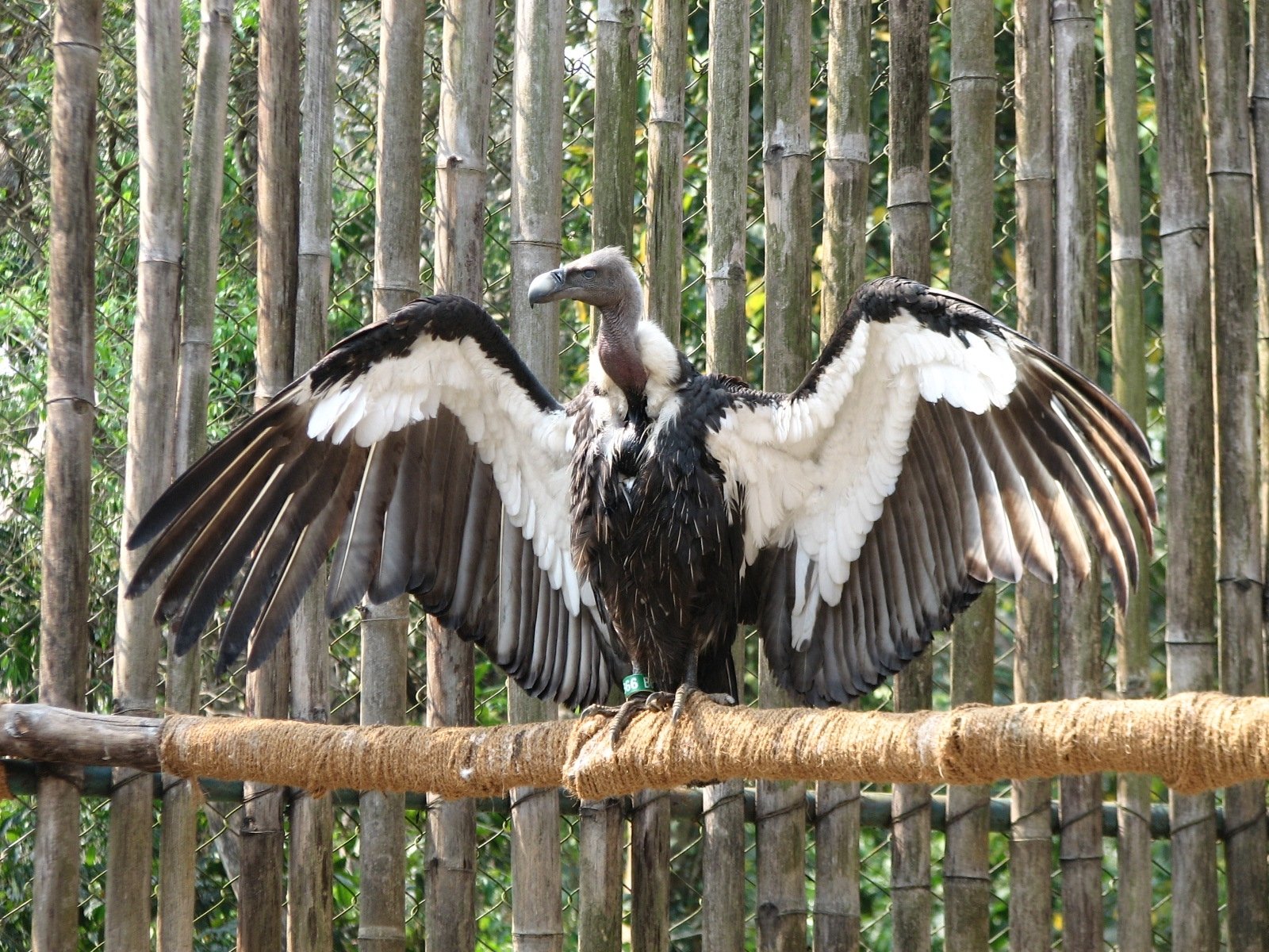 Jatayu(Asian king vulture)