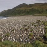 Australia govt decides to triple size of Macquarie Island Marine Park