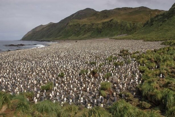 Australia govt decides to triple size of Macquarie Island Marine Park